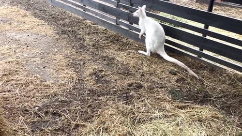 Albino Bennetts Wallaby wurde auf einer Farm in Portugal gesichtet.