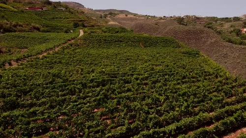 Organic Vineyard In Countryside With Grapevines Growing On A Hill. drone shot