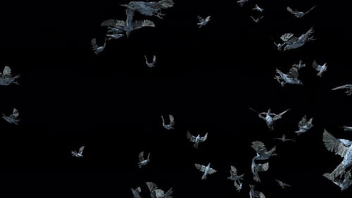 Realistic Flock of Crows Flying Animation