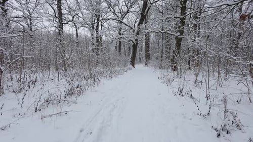 A beautiful walk through the winter forest. Trees, branches and bushes in the snow. Snow everywhere