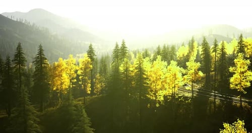 Golden Autumn Sunlight Filters Through Trees in a Serene Forest Landscape