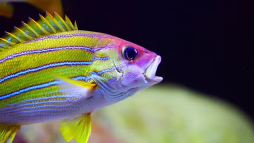 Bluestripe Snapper Swimming With Other Fishes
