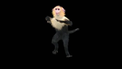 62 Hip Hop Bailando Monkey Dance HD