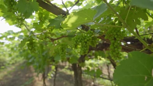 Cluster of grapes hanging from trees at vineyard
