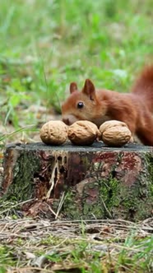 Red Squirrel Collecting Walnuts From Tree Stump in Forest Clearing
