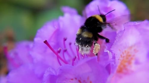 Bumblebee Landing on a Pink Flower, covered in Pollen