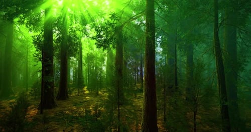 Lush Green Forest Illuminated By Sunlight Filtering Through Tall Trees