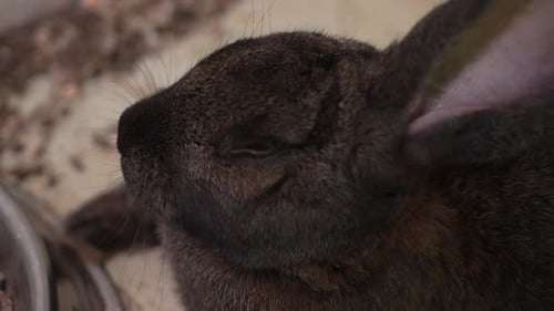 Darkcolored Rabbits on the Farm