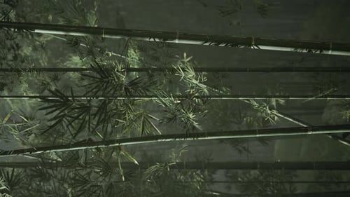 Misty Bamboo Forest Ambience with Gently Swaying Leaves