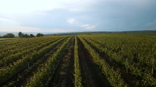 Luftaufnahme von landwirtschaftlichen Flächen mit Weinbergen, hochwertige Aufnahmen