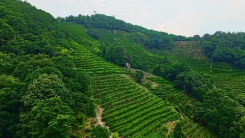 Aerial View of Expansive Tea Plantations in Lush Green Mountains