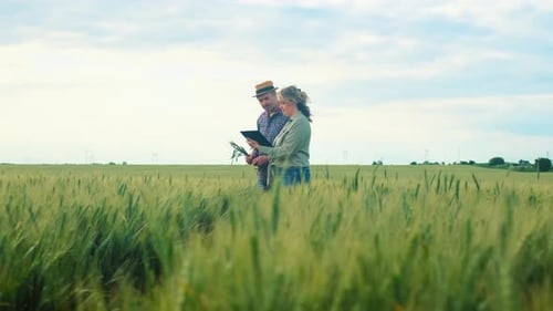 Two farmers standing in wheat field examining crop yield.