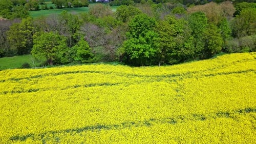 Colors contrast of rapeseed yellow fields in green countryside. Aerial drone backward