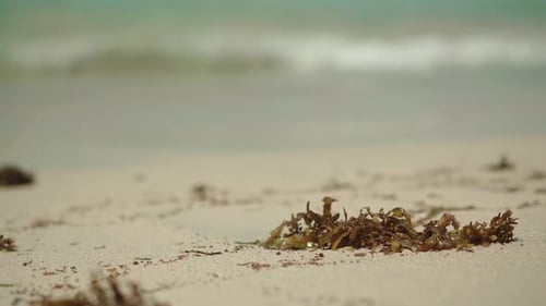 Seaweed washing up on the white sand beach of El Nido, Philippines - Close up