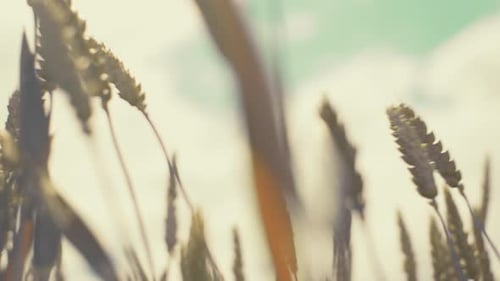 Golden wheat field in sunshine. Ripe grains ready for harvest.