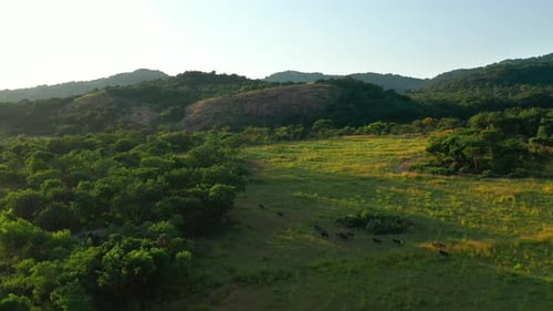 Grupo de gnus azuis perambulando pela reserva de caça privada, África do Sul ao nascer do sol - Aerial S