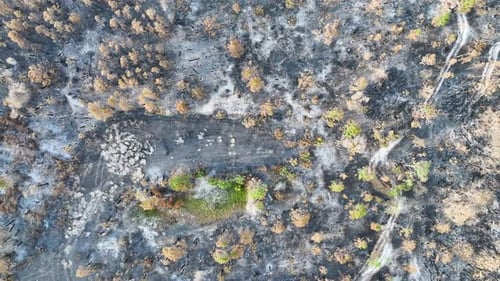 Charred Dead Vegetation Burnt Down After Wildfire Destroyed Florida Jungle Woods Devastated Forest