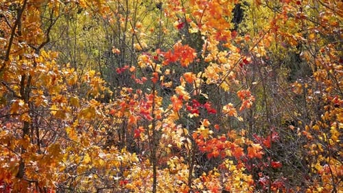 feuilles d'arbre colorées jaune-orange-rouge saison d'automne