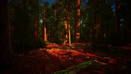 Giant Sequoia Trees Towering Above the Ground in Sequoia National Park