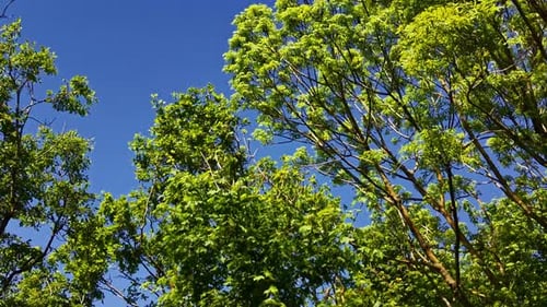 Drohne steigt durch grüne Baumkronen im Sommerwald