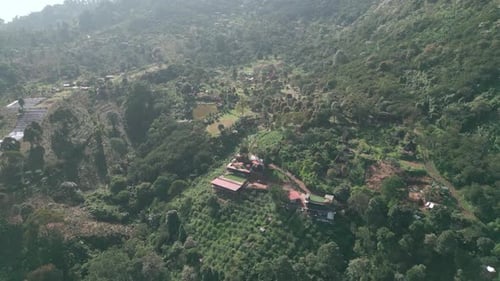 tropical forest