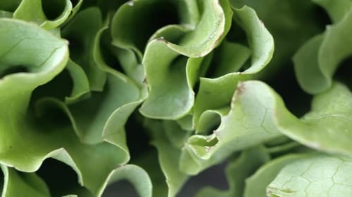 Fresh Green Lettuce Leaves Close Up