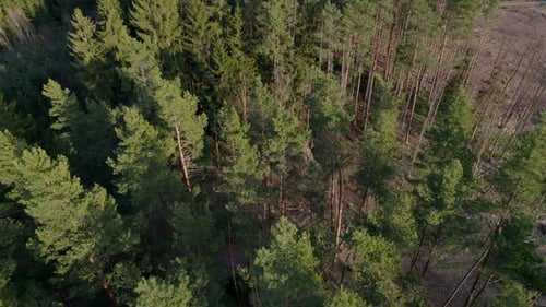 Coniferous felled forest infested with bark beetles, view from drone at sunset in spring
felled