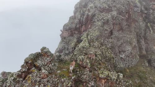 Mountain Goats on Rocky Hillside in Overcast Weather