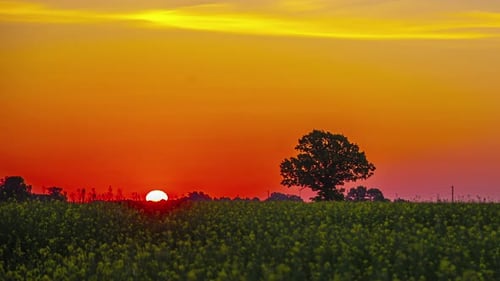 Solitary Tree Silhouetted Against a Vibrant Orange and Yellow Sunset Over a Vast Field