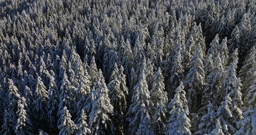 Snow-Covered Pine Trees In The Forest