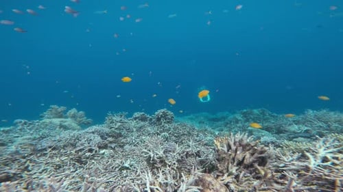 A free diver swims towards the camera over the diverse coral reef