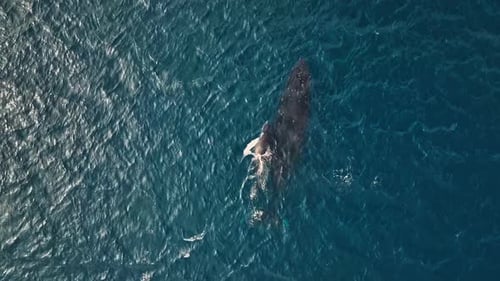 ballena jorobada con cría recién nacida