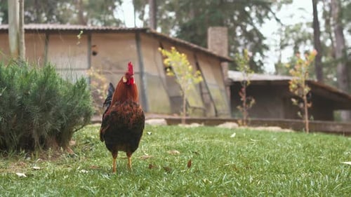 Proud Rooster Standing on a Green Farm Lawn