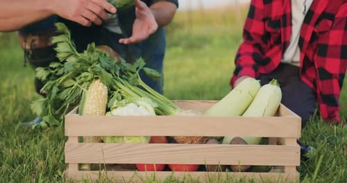 Close-up. Hands of farmer and hes son putting colorful vegetables in a box. Man and boy in vegetable