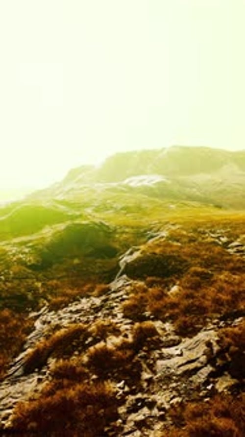 A Sunny Hill with Vibrant Green Grass