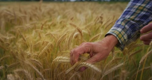 Authentic close up of mature farmer touching wheat crop ears to control a quality in grain field u