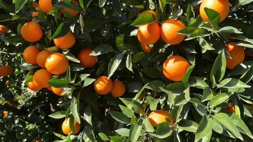 Juicy Ripe Oranges Fruit Branch of the Orange Tree in the Garden Fruits Ready for Harvest