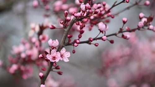 Pink cherry blossom tree spring background in Europe