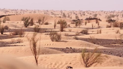 Fixed shot of desert dunes with dry bushes and sparse vegetation under hot daylight atmosphere