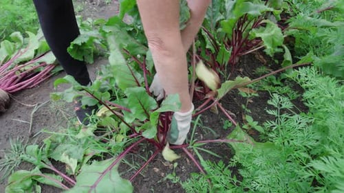 Bauernhände ziehen rote Rübe auf einer Bio-Plantage heraus. - High Angle