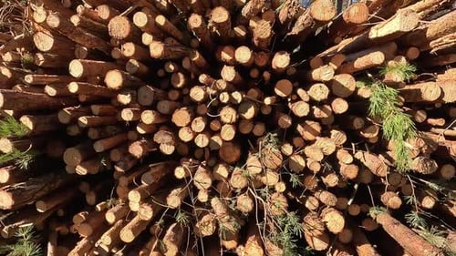 A Stockpile of Timber Logs is Prominently Featured Within a Diverse Forest Environment Now