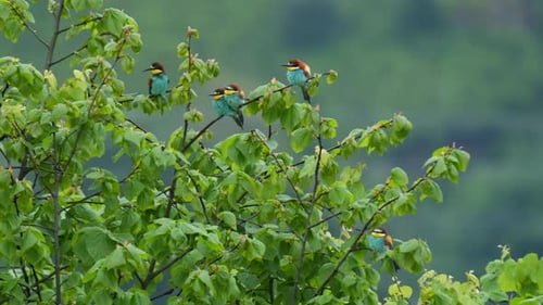 European Bee Eater