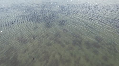 White Birds on Sea