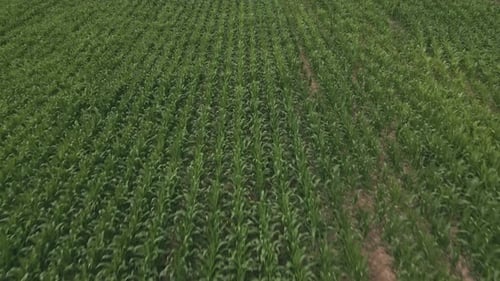 View of green cornfield. Aerial drone forward
