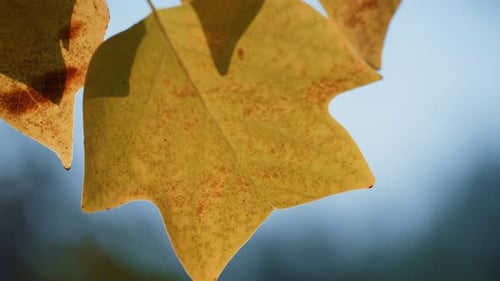 Nahaufnahme eines schönen Blatt-Ahornbaums auf Naturhintergrund. Gelb Orange Herbst