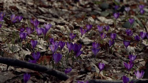 Beautiful purple and blue crocuses. Beautiful meadow with spring primroses. Bees fly between flowers
