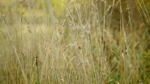 Dry Meadow Grasses Swaying in Soft Wind Golden Field Stems Fluttering Across Calm Nature Wild Grass