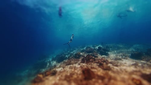 Female freediver swims in the tropical sea. Woman free diver glides underwater in a sea and ascends