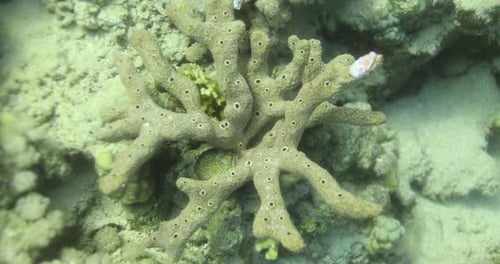 Porites Cylindrica coral in the Red Sea Reef