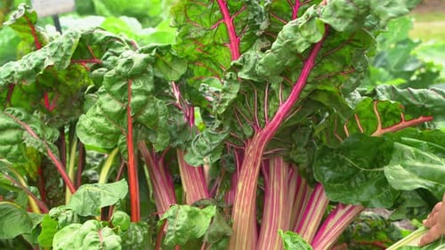 Beautiful shot of hands touching fresh kale purple vein leaves in botanical garden vitamin K healthy